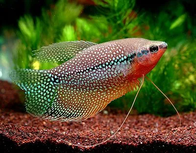 Perle gurami (Trichogaster leeri)